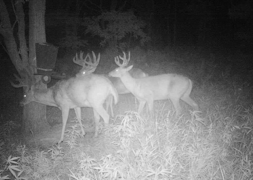 Velvet Bucks: Understanding Routines and Territory Definitions