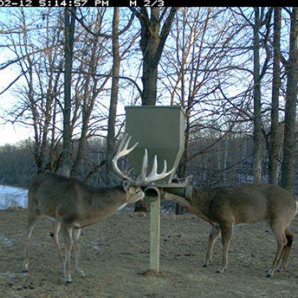 FEEDBANK 300 GRAVITY DEER FEEDER