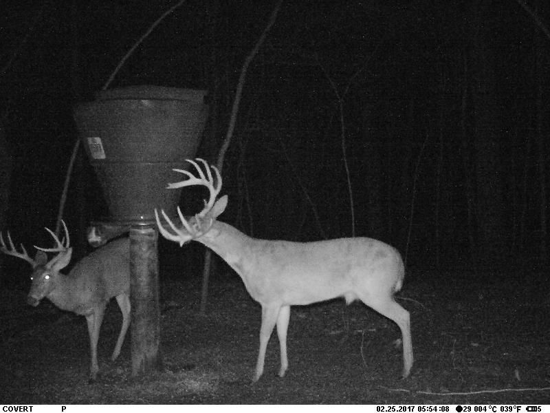 Winter Feeding Strategies: Keeping Game Close With Gravity Feeders