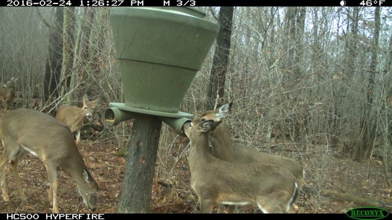 FEEDBANK 600 GRAVITY DEER FEEDER